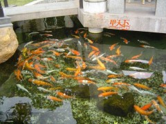 南京景觀魚池水專業(yè)凈化、處理！
