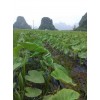 來賓荔浦芋頭種子專業(yè)供應(yīng)商-桂林正宗荔浦芋種子批發(fā)